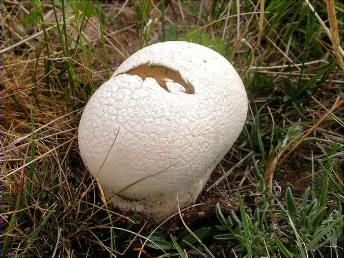 Calvatia utriformis