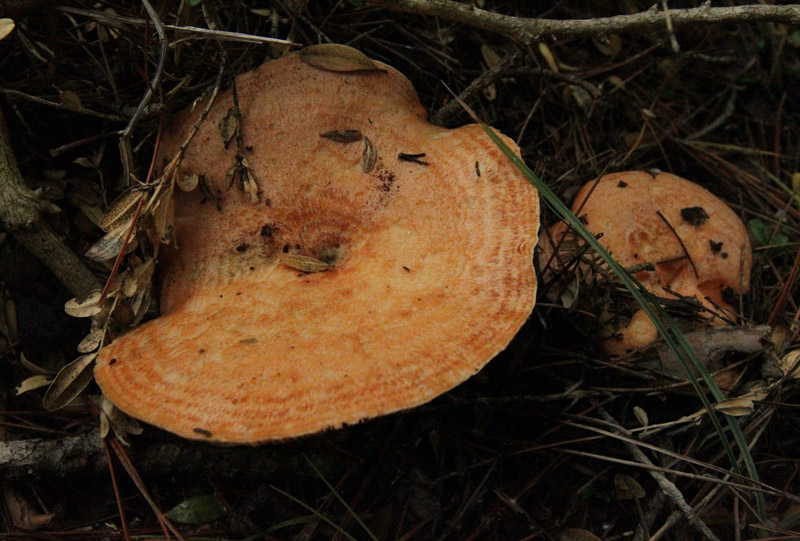 Pinetell (Lactarius deliciosus)