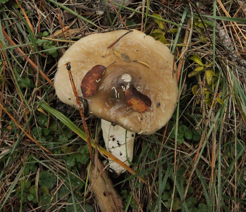 Llenega  negra (Hygrophorus latitabundus)