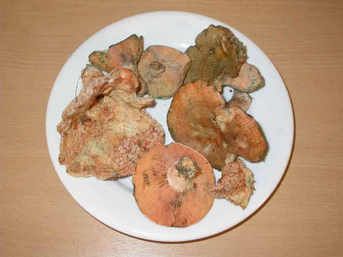 Rovelló, lactaire de l'épicea (Lactarius deterrimus)