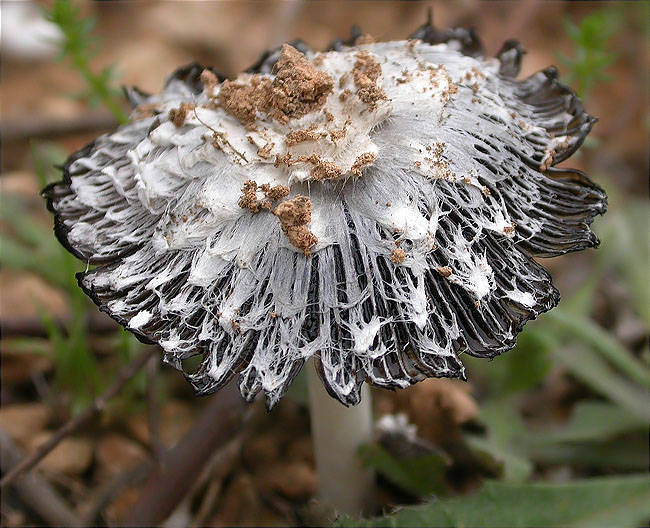 Bolet de tinta (Coprinus comatus) ? 2/2