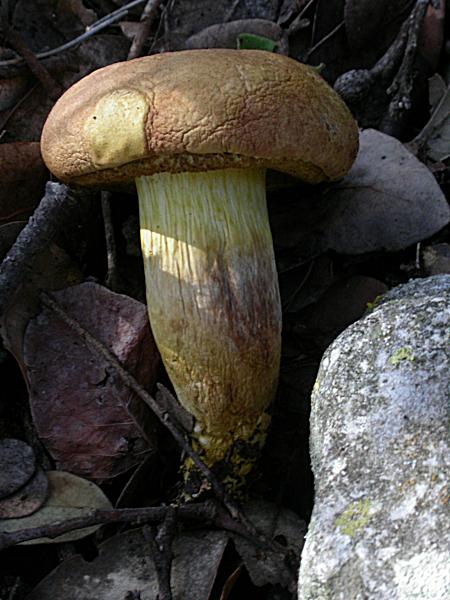 Xerocomus subtomentosus