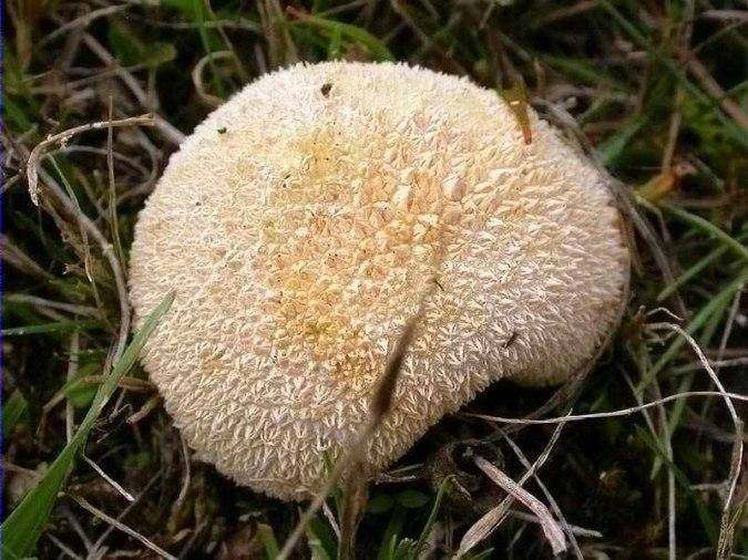 Pet de llop d'agulletes (Lycoperdon molle )