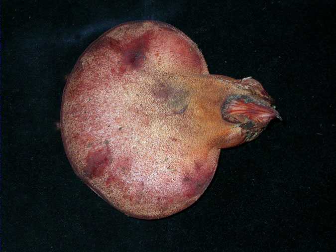 Fistulina hepatica (Sch.:Fr.) With.