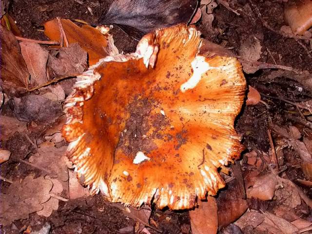 Llora pudenta (Russula foetens)