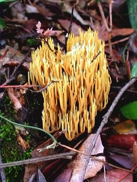 Ramaria flaccida