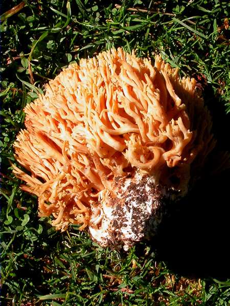 Ramaria flavescens