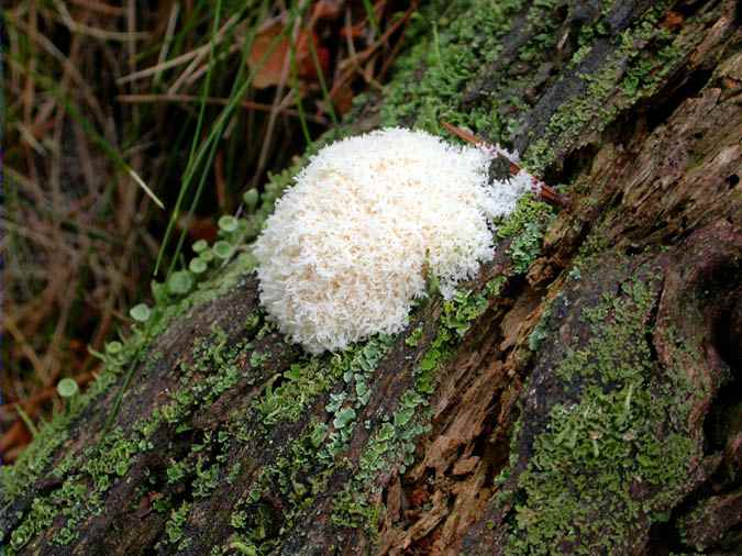 Fuligo septica