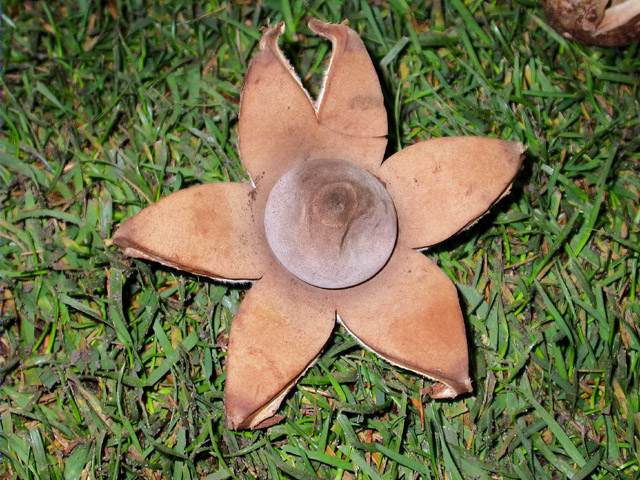 Estrelleta (Geastrum lageniforme)