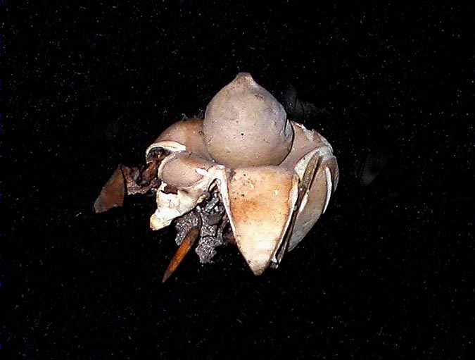 Geastrum sessile (Sow.) Pouzar