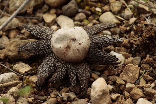 Estrelleta de la pluja (Astraeus hygrometricus)