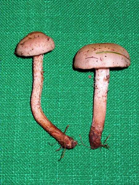 Pholiote gommeuse (Pholiota gummosa)
