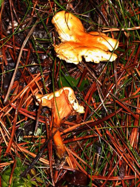 Fals rossinyol (Hygrophoropsis aurantiaca)