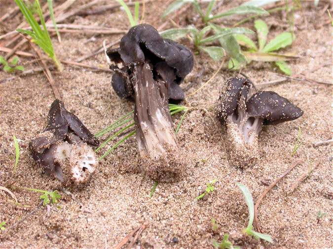 Orella de gat (Helvella lacunosa)