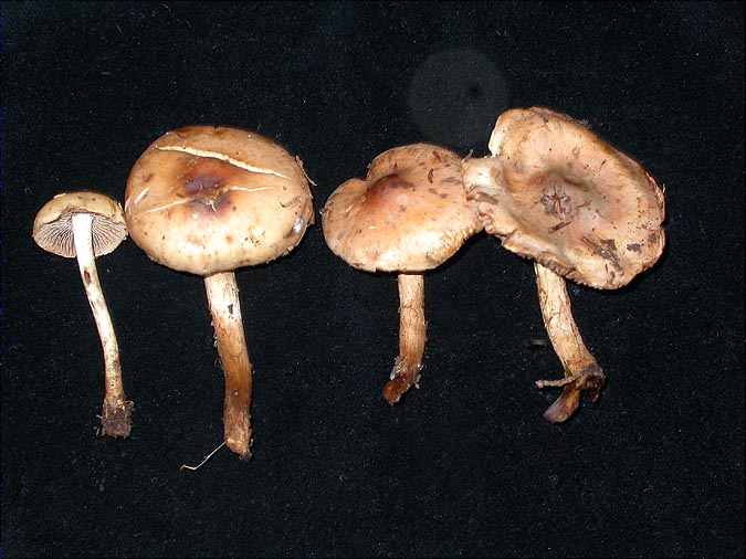Hebeloma sordescens Vesterh.