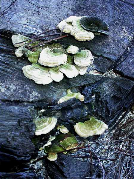 Trametes hirsuta