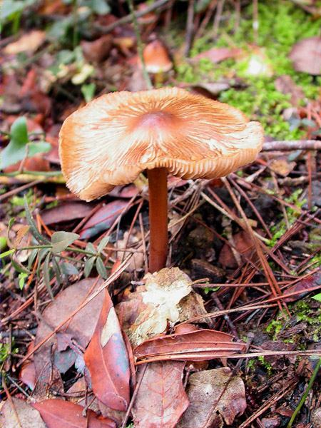 Inocybe asterospora