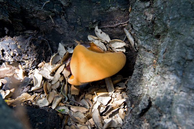 Laetiporus sulphureus ????