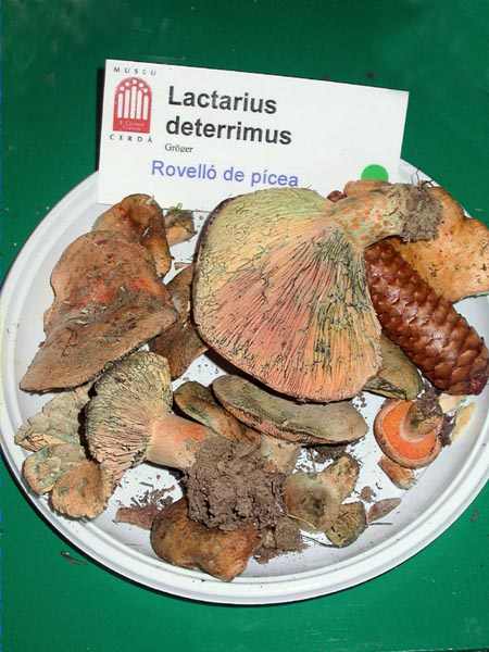 Rovelló de picea, lactaire de l'épicea (Lactarius deterrimus Gröger)