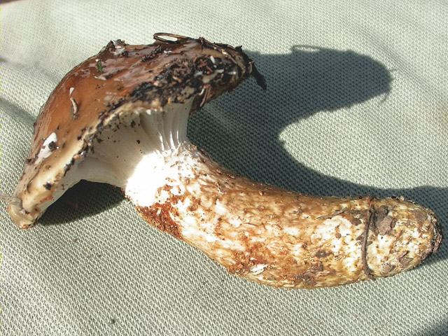 Llenegall (Hygrophorus persoonii =H. dichrous)