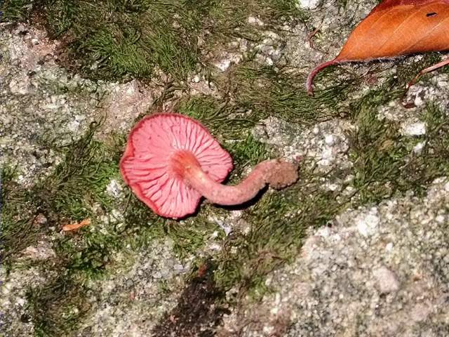 Laccaria laccata