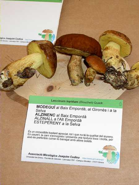 Alzinall, bolet joli (Leccinum lepidum (Boucher ex Essette) Quadraccia)