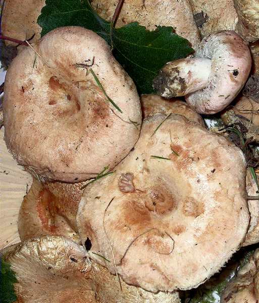 Lactarius pubescens