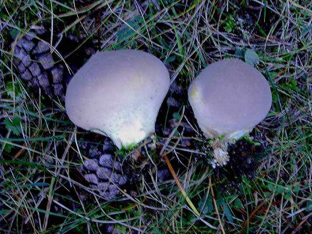 Pet de llop (Lycoperdon pyriforme)