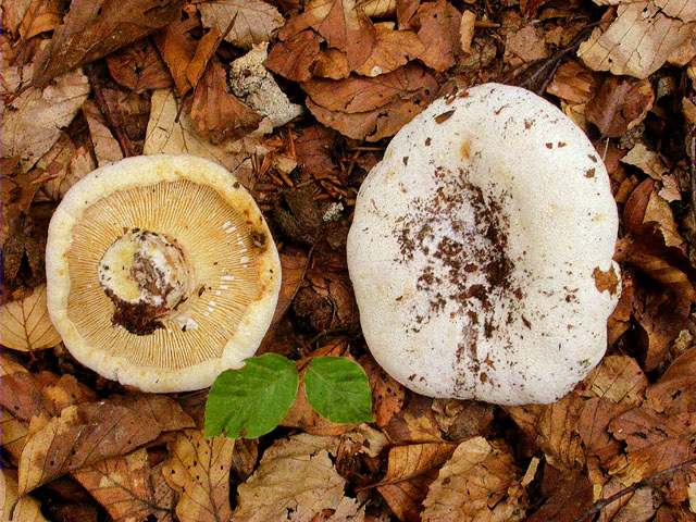 Pebràs lleter (Lactarius piperatus)