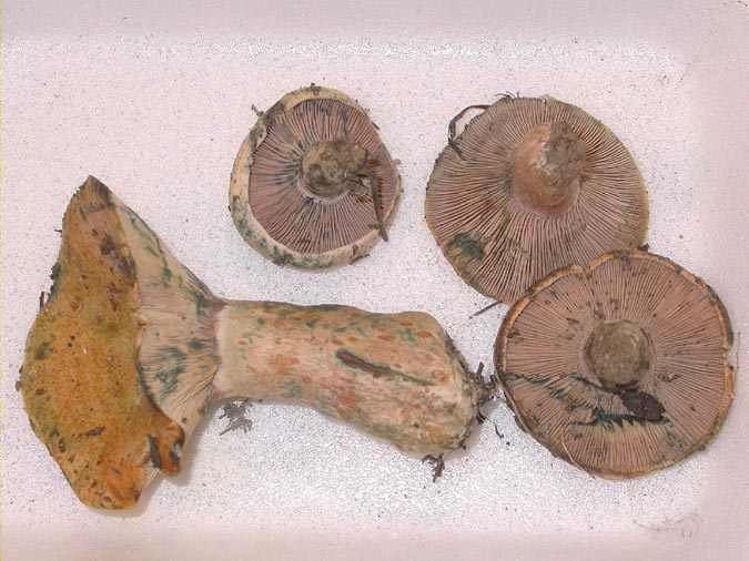 Esclata-sang, rovelló de boix,lactaire sanguin (Lactarius sanguifluus (Paulet:Fr.) Fr.)