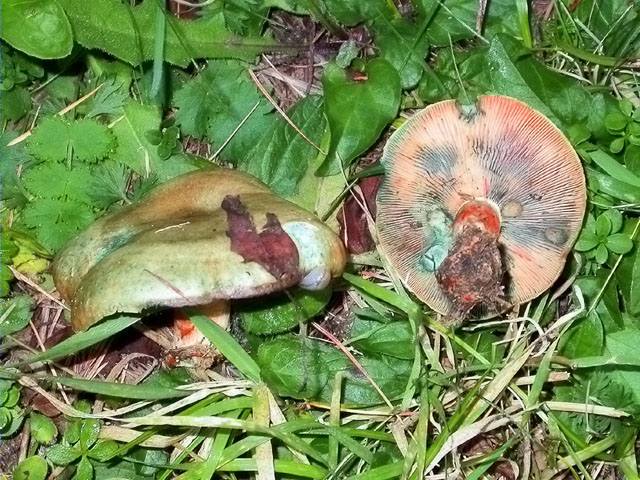 Rovelló (Lactarius semisanguifluus)