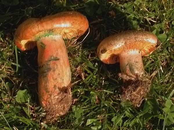 Rovelló clar (Lactarius quieticolor)