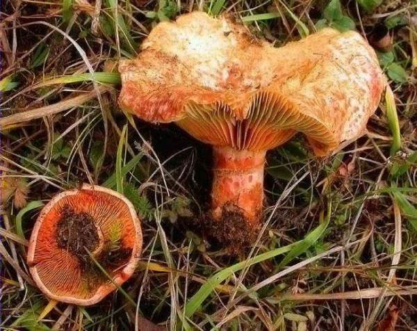 Rovelló d'avet (Lactarius salmonicolor)