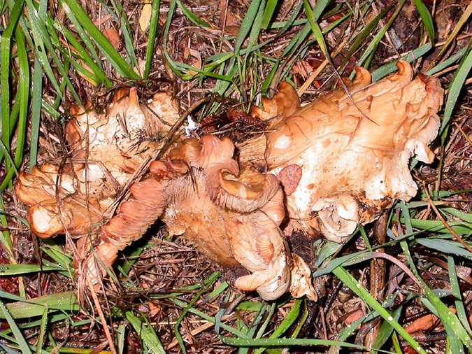 Moixernó blanc de tardor (Leucopaxillus giganteus)