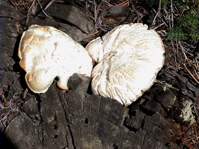 Lentinus lepideus