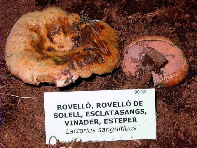 Rovelló de solell, esclatasangs, vinader, Lactaire sanguin (Lactarius sanguifluus (Paulet: Fr.) Fr.)