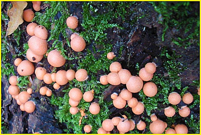 Lycogala Epidendron 2/2