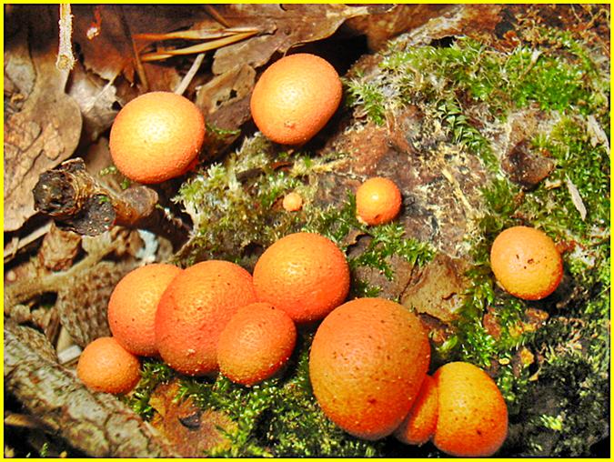 Lycogala Epidendron 1/2