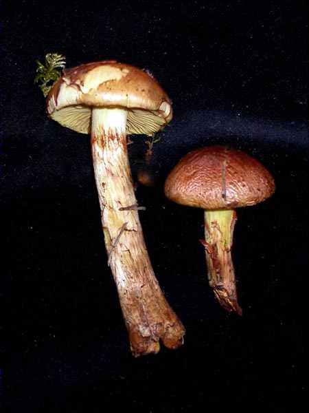 Cortinarius mussivus (Fr.) Melot