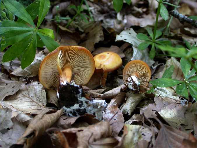 Rhodocybe nitellina (Fr.) Sing.