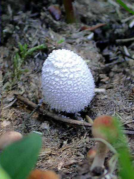 Coprinus niveus