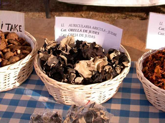 Orella de Judes (Auricularia auricula judae (Bull.) Wettstein)