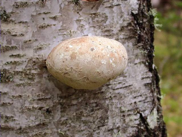 Piptoporus betulinus