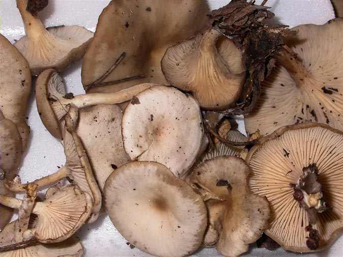 Clitocybe phaeophtalma (Pers.) Kuyper