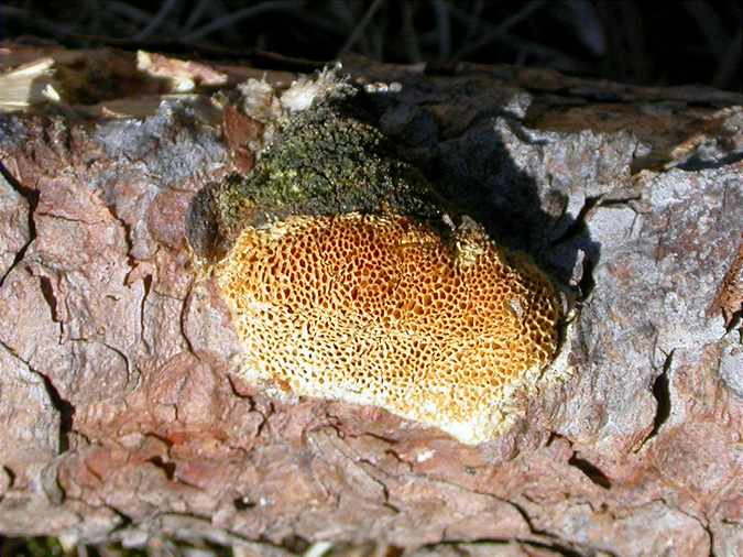 Phellinus pini