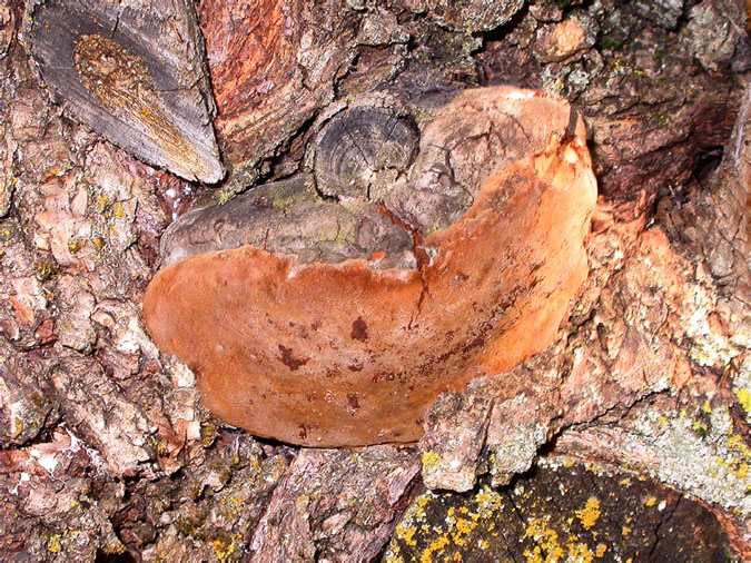 Yesca (Phellinus igniarius)