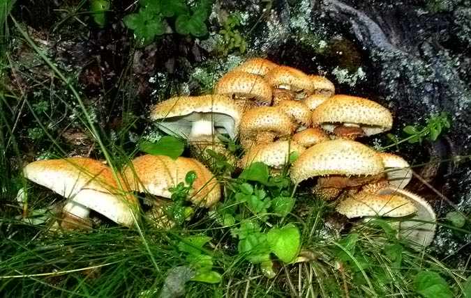 Pholiota squarrosa 2/2