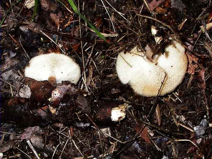 Polyporus arcularius