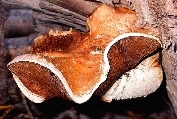Pollancró (Hemipholiota populnea = Pholiota destruens)