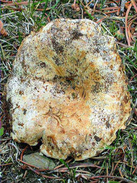 Pebràs (Russula delica)